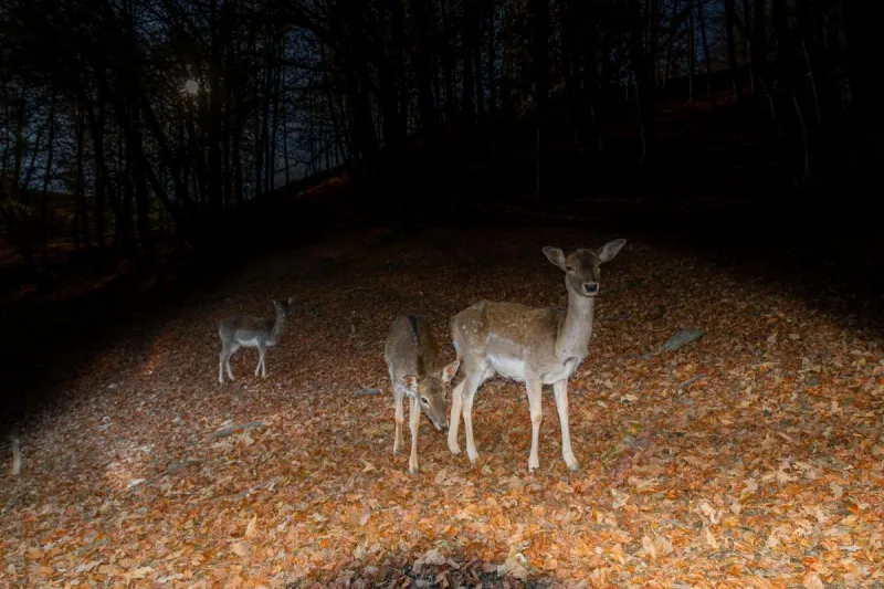 Deadly deer crash in NJ: Urgent warning for all drivers