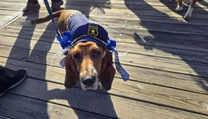 Ocean City's Howl-O-Ween Parade Highlights Dog Days Weekend