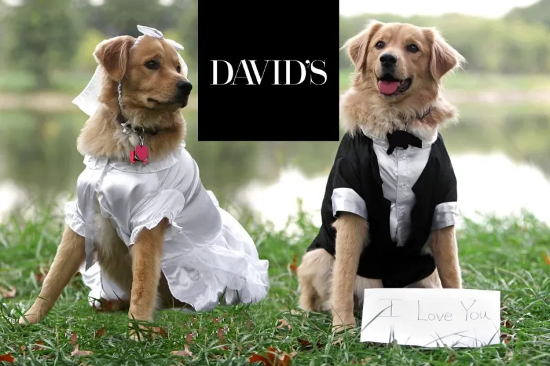 This new wedding attire collection is for the dogs--literally