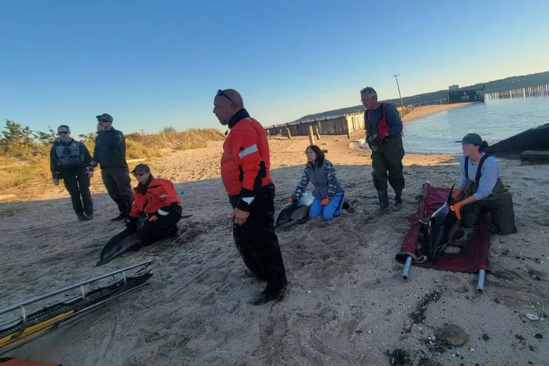 Desperate rescue ends in heartbreak for three Sandy Hook dolphins