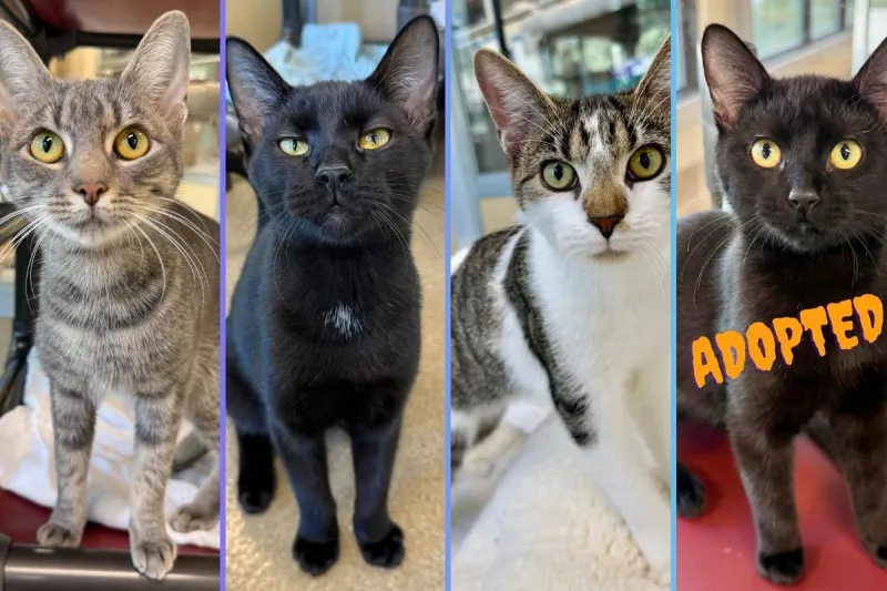 3 Asbury Park cats need forever homes after heartbreaking ordeal