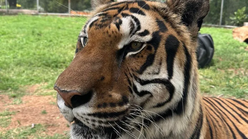Bengal tiger at Clovis Zoo put down due to chronic kidney failure diagnosis