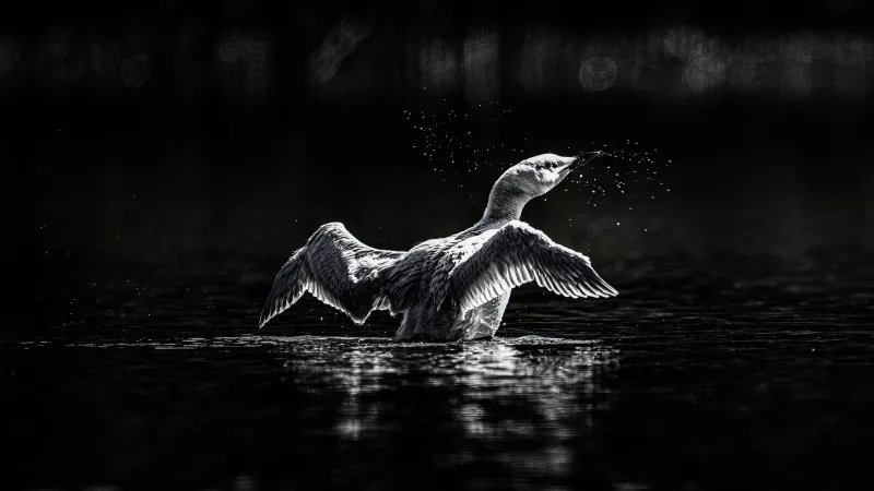 A Rare White Loon Chick Has Surfaced in Montana, and the Photos Are Stunning