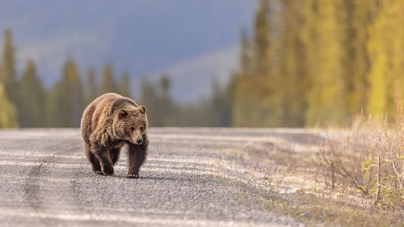 After Two Bear Attacks, Ryan Zinke Now Wants to Strip Grizzly Bear Protections