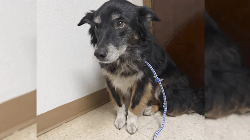 Gracie's Project rescuing pets separated by Stinky Fire, seeking community donations