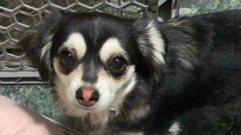 Crime Stoppers seeks tips in East El Paso death of Chihuahua allegedly shot with pellet gu