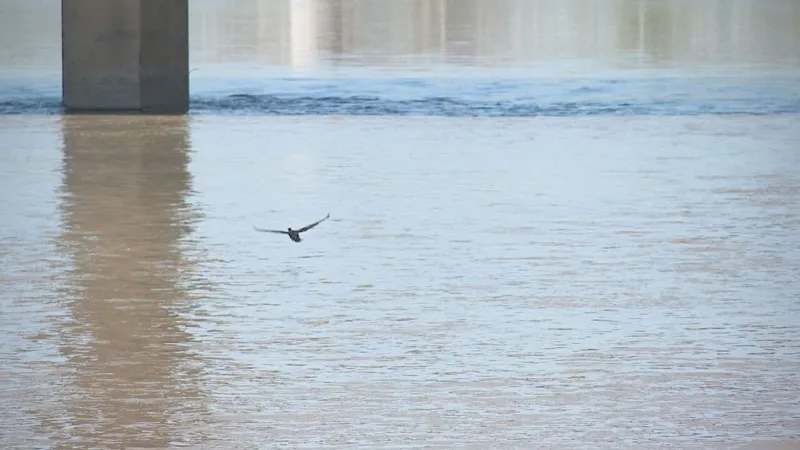 New Mexico seeks public input on Lower Rio Grande water rights purchase program
