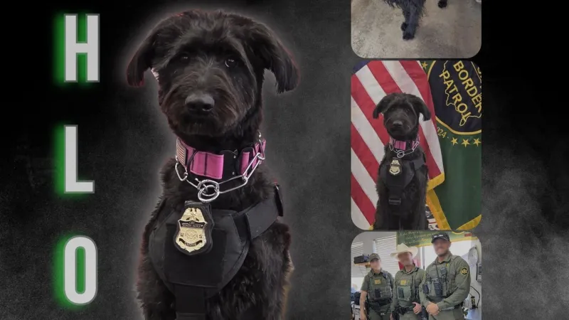 El Paso rescue dog Chloe becomes first USBP critical incident response K9