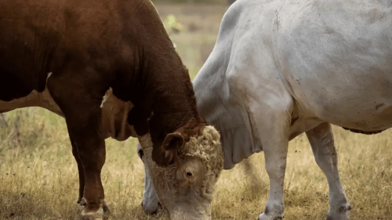 USDA: Suspected case of screwworm in South Texas would be first case in U.S. if confirmed