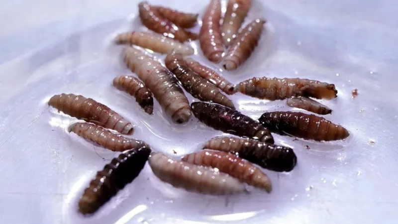Officials: First New World screwworm detection in Texas confirmed; no other cases yet