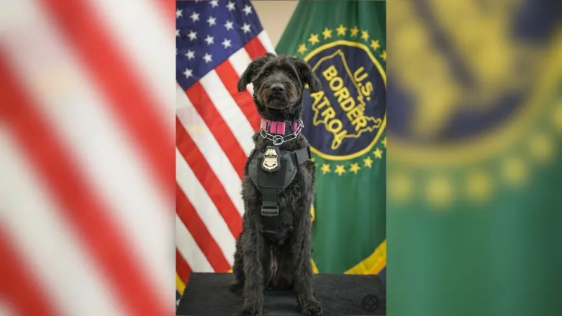 Border Patrol certifies El Paso rescue dog Chloe as first Critical Incident Response K9