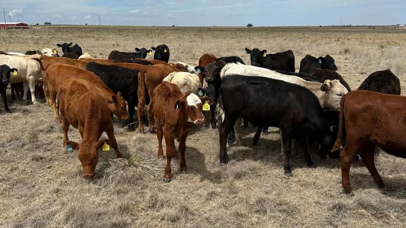 Texas Panhandle ranchers brace for screwworm threat as quarantine steps ramp up