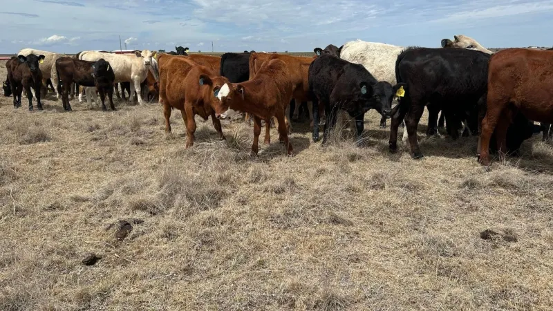 Ranchers urged to watch for wounds as first case of screwworm is detected in Texas