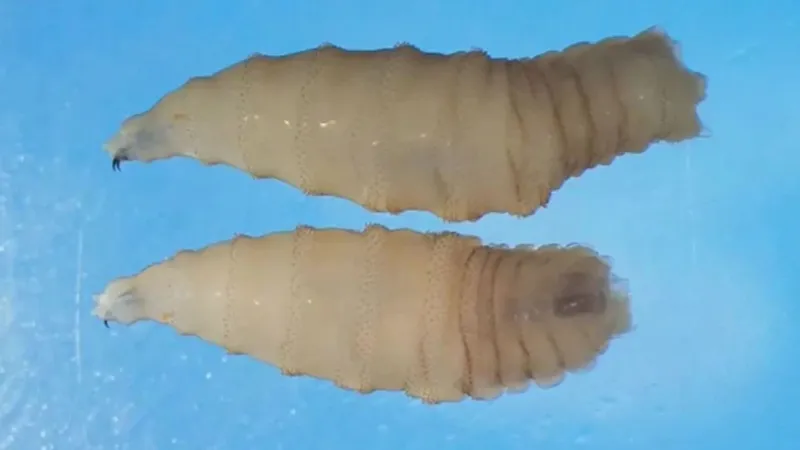 Study: New World Screwworm outbreak could cost Oklahoma $1.8 billion