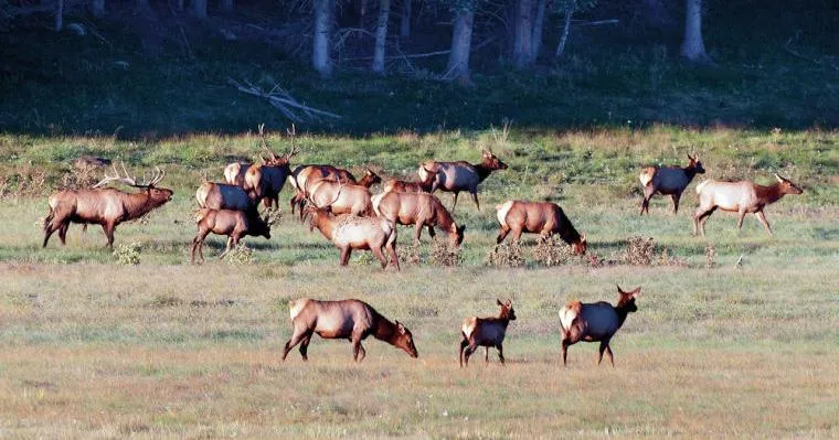 Catron County ranchers arguing elk mismanagement by state lose in court