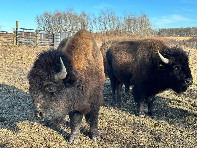 Wild Bison Return to the Outskirts of Chicago for the First Time in 200 Years