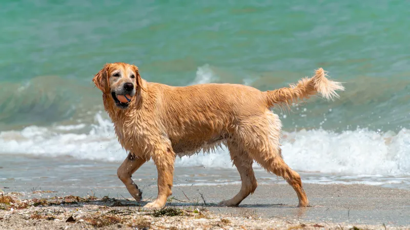 The Best Dog Beaches in America, According to Dogs