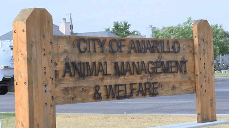 Free spay, neuter surgeries offered for eligible Potter County pets in Amarillo city limit