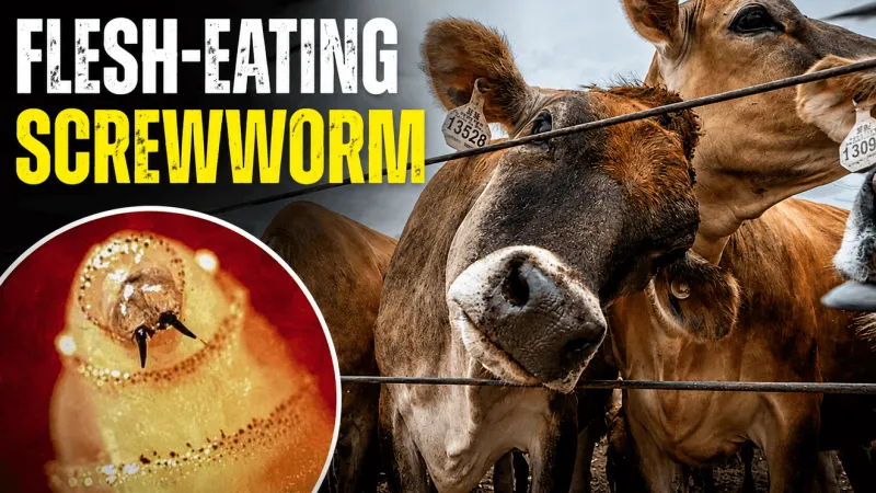 Flesh-eating screwworm found in dog and calf hundreds of miles apart in Texas
