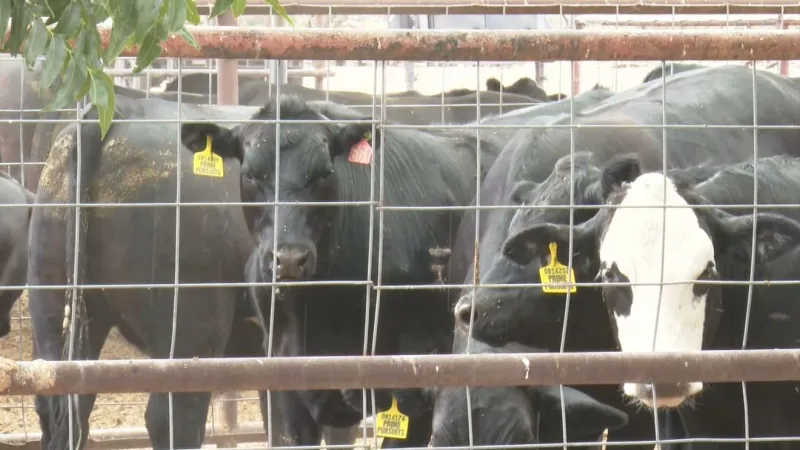 Las Cruces meat market urges precautions as screwworm cases raise fears of higher costs