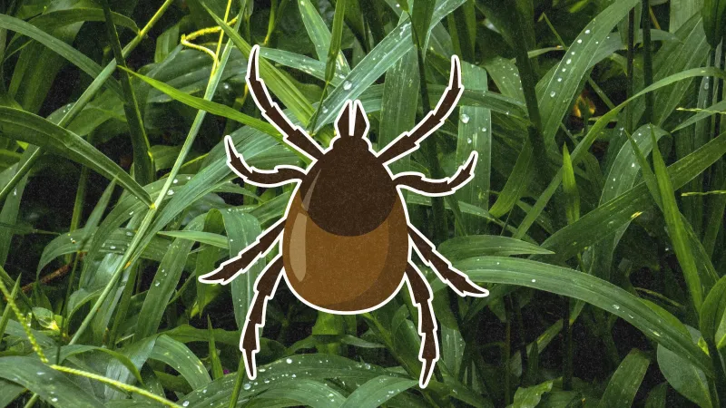 So You Found a Tick on You. Here's Exactly What to Do Next.
