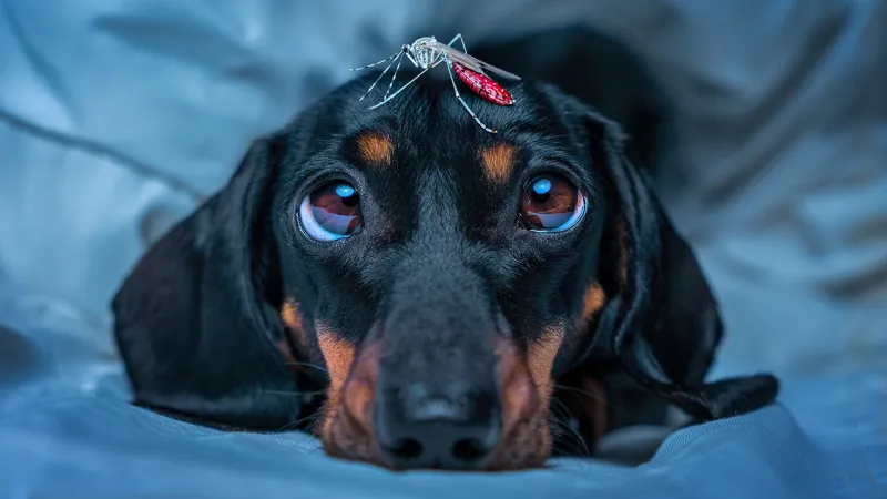 Yes, You Should Put Bug Spray on Your Dog-But the Wrong Kind Can Be Deadly