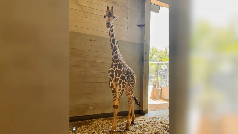 Dan, a 19-month-old male giraffe, debuts in El Paso Zoo habitat