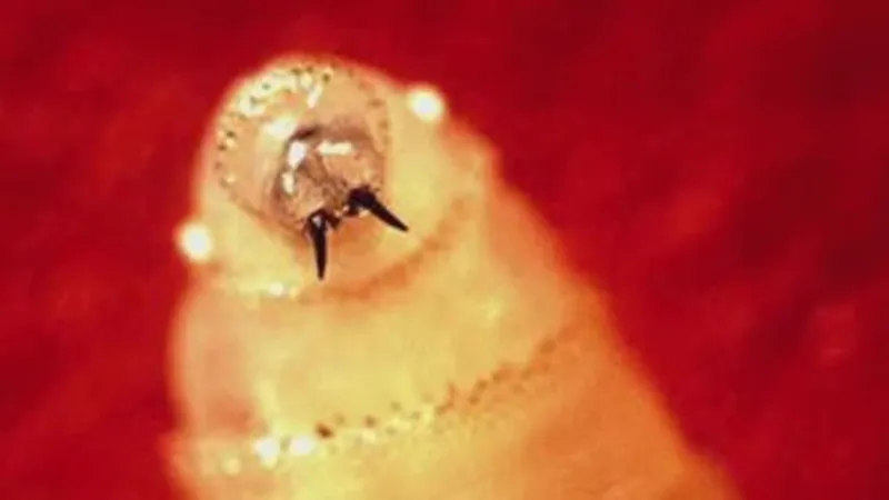 Three more New World Screwworm cases reported; total reaches 19