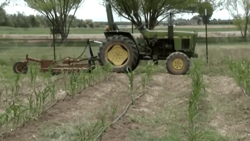 Borderland heat prompts OG Farms to shift hours, conserve water and protect crews