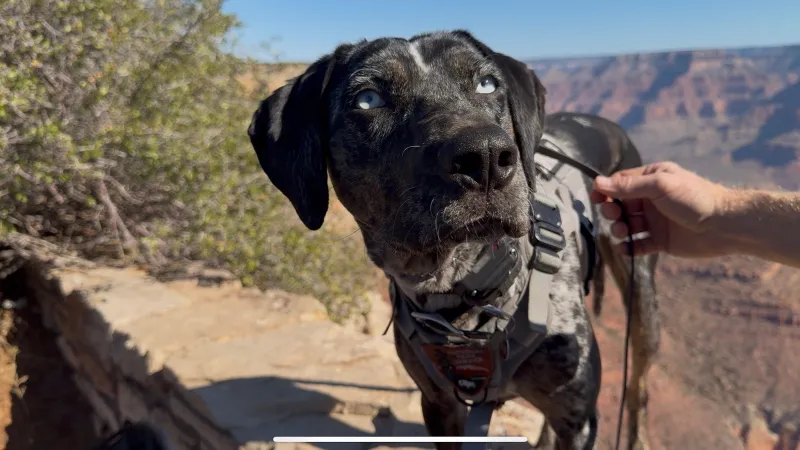 I Spent a Day with the Grand Canyon's Four-Legged Ranger, Blue. Here's How She's Saving Park Wildlife.