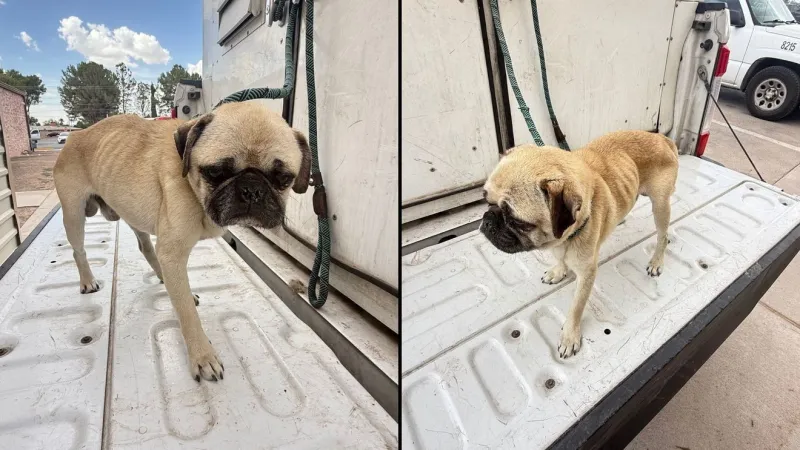 'Toby the pug' rescued from Fabens home back suffers setback; returns to intensive care
