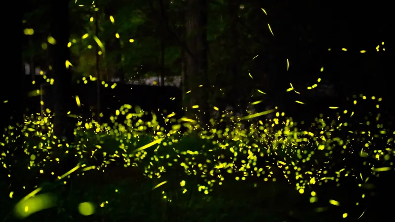 Catch Spectacular Summer Firefly Displays at These 6 National Parks