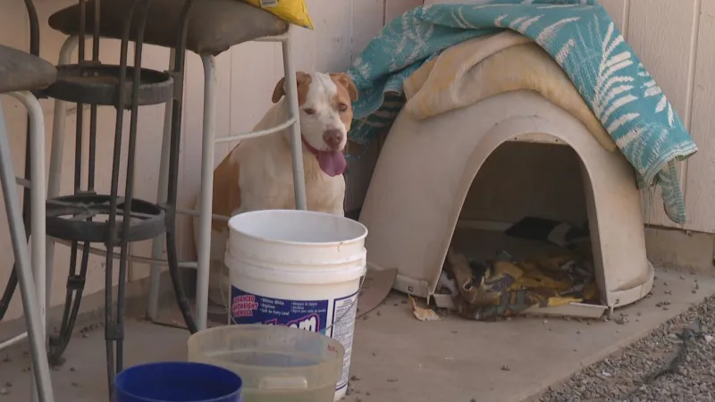 Triple-digit heat fuels rise in El Paso Animal Services calls for pets at risk