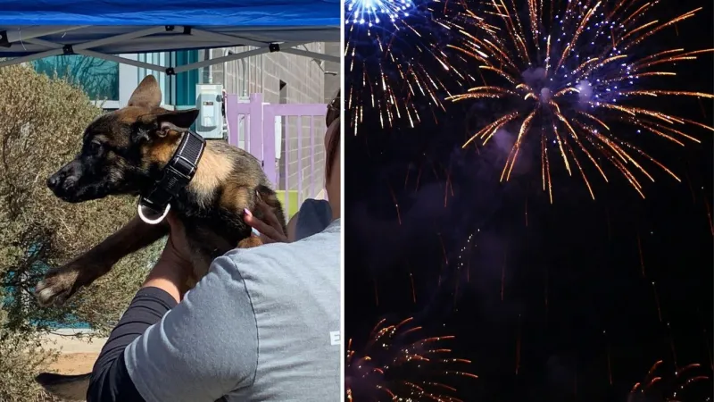 El Paso County adds microchipping events for pets ahead of 4th of July fireworks