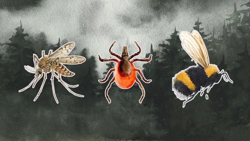 If You're Not Sure What Bit You On Your Last Outdoor Adventure, Compare Your Bite or Rash with the Pictures in Our Ultimate Bug Guide