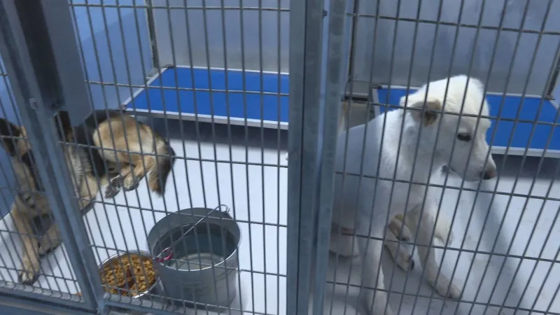 El Paso Animal Services takes in at least 300 pets after July 4 fireworks scare