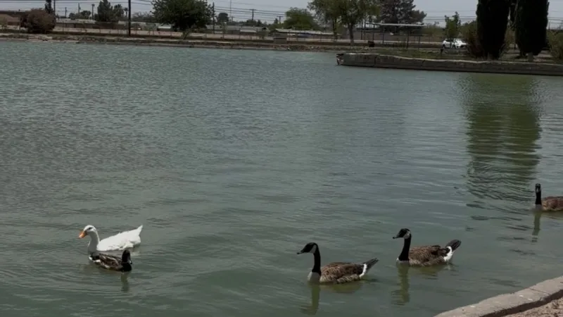 County seeks input at public info sessions on Ascarate Park duck pond plans