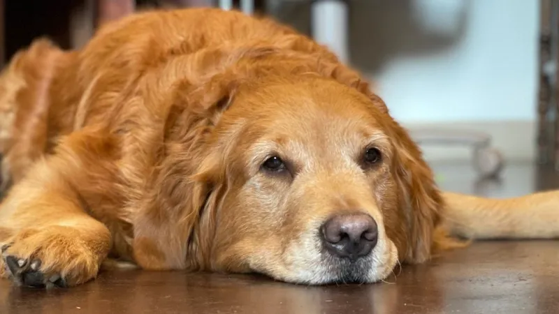 Abbott says Pancake, the 'First Puppy of Texas,' has died at 11