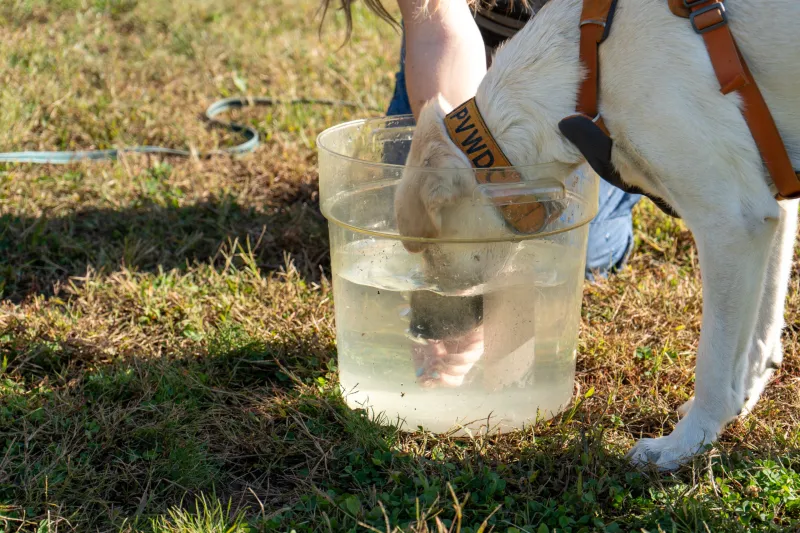 The Life-Saving Summer Hiking Trick Every Dog Owner Needs To Know