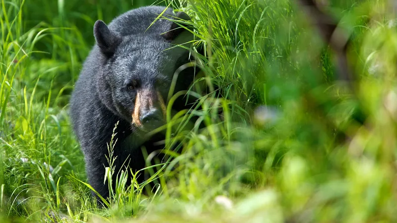 "It Would Not Be Deterred." Campers Forced to Flee Midnight Bear Attack in Bighorn National Forest.