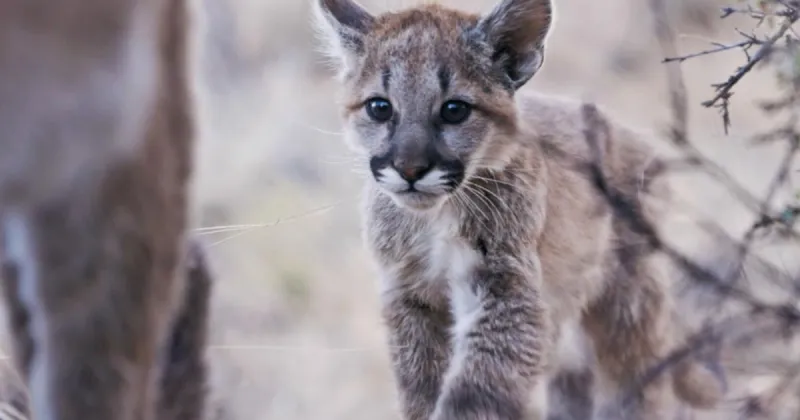 From mountain lions to bees, N.M. cinematographer Lia Nydes captures the delicate lives of wildlife