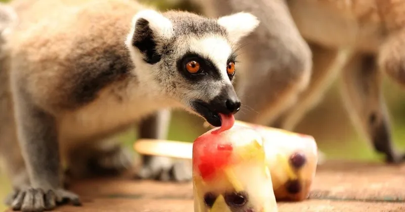 They call it stupid hot for a reason: Heat muddles animal brains