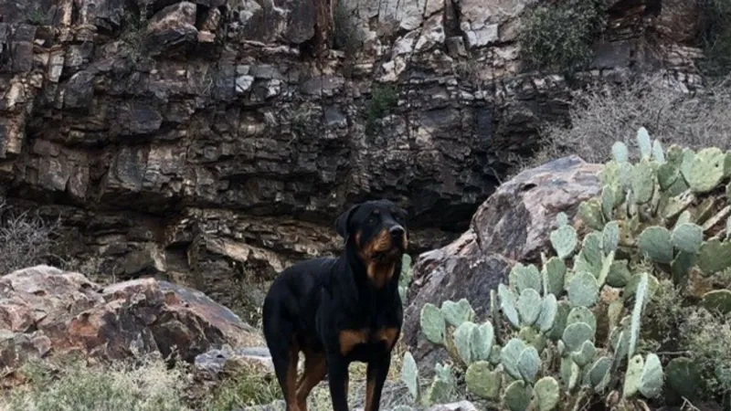 El Paso man sues U.S. after Border Patrol agent kills dog during 2025 home search