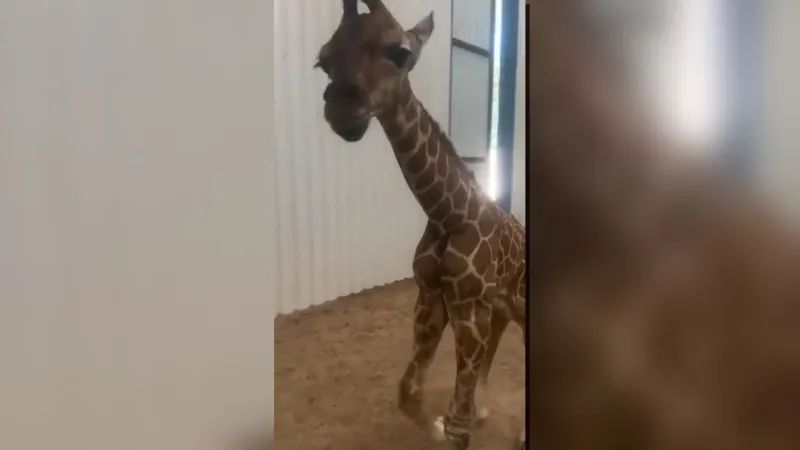 It's a Boy! Giraffe born at Hillcrest Park Zoo in Clovis