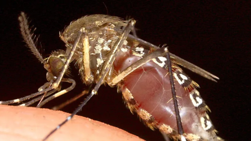 El Paso confirms 2 neuroinvasive West Nile virus cases this year