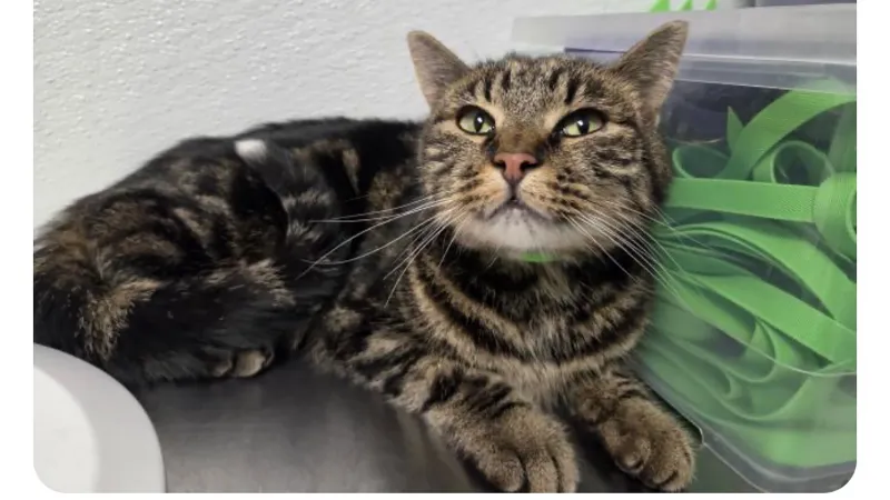 Fridge the Cat Survived 39 Days After Vanishing Near Great Sand Dunes National Park
