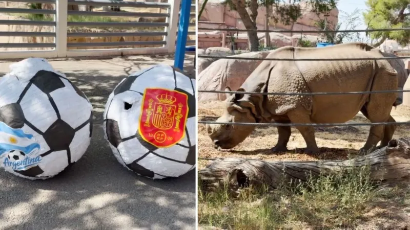 El Paso Zoo's Taj the rhino to predict World Cup winner