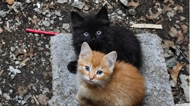 Amarillo firefighters rescue 2 kittens trapped in BSA parking garage drain