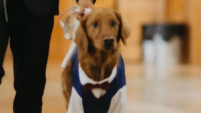 Therapy dog from Amarillo competing for national pet award