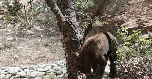 Bear calls spike amid dry conditions, New Mexico wildlife officials say